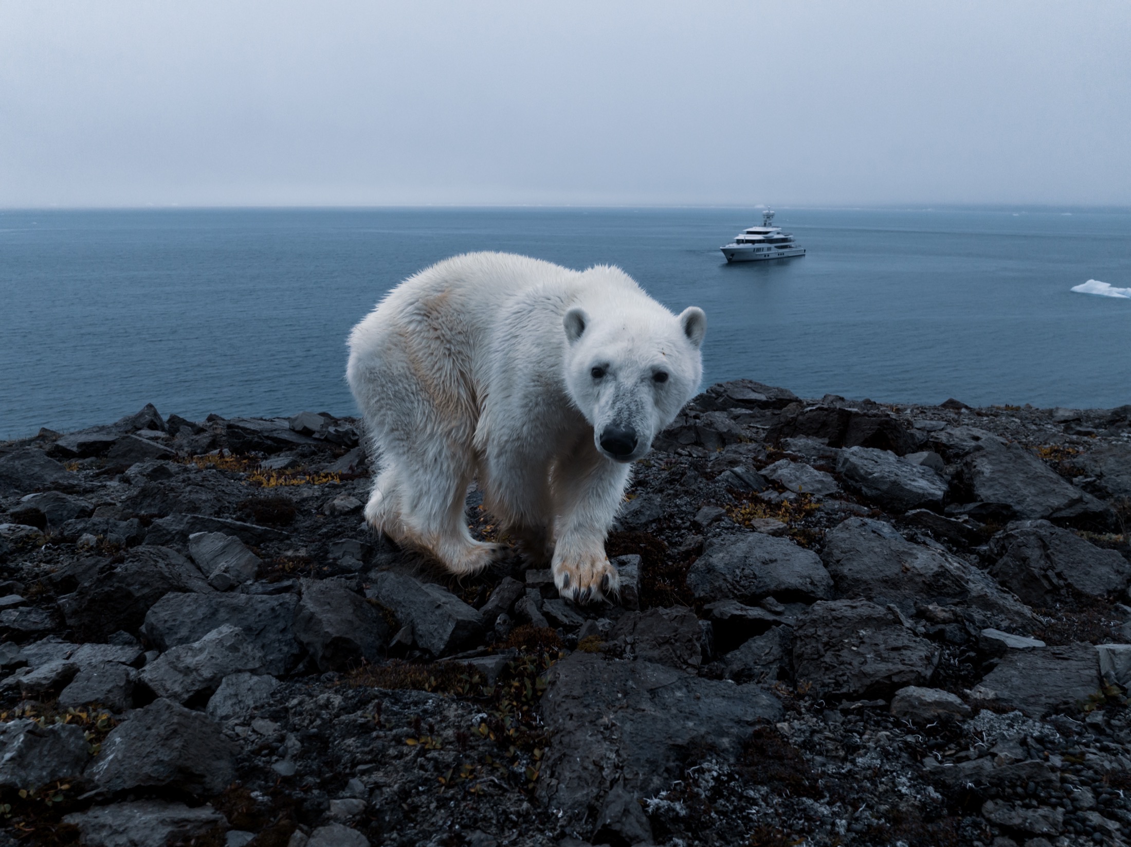 A polar bear on the Svalbard shore, M/Y La Datcha at anchor beyond